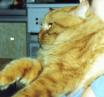 ������������� �����������