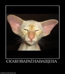 ������������� �����������