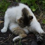 ������������� �����������