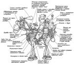 ������������� �����������